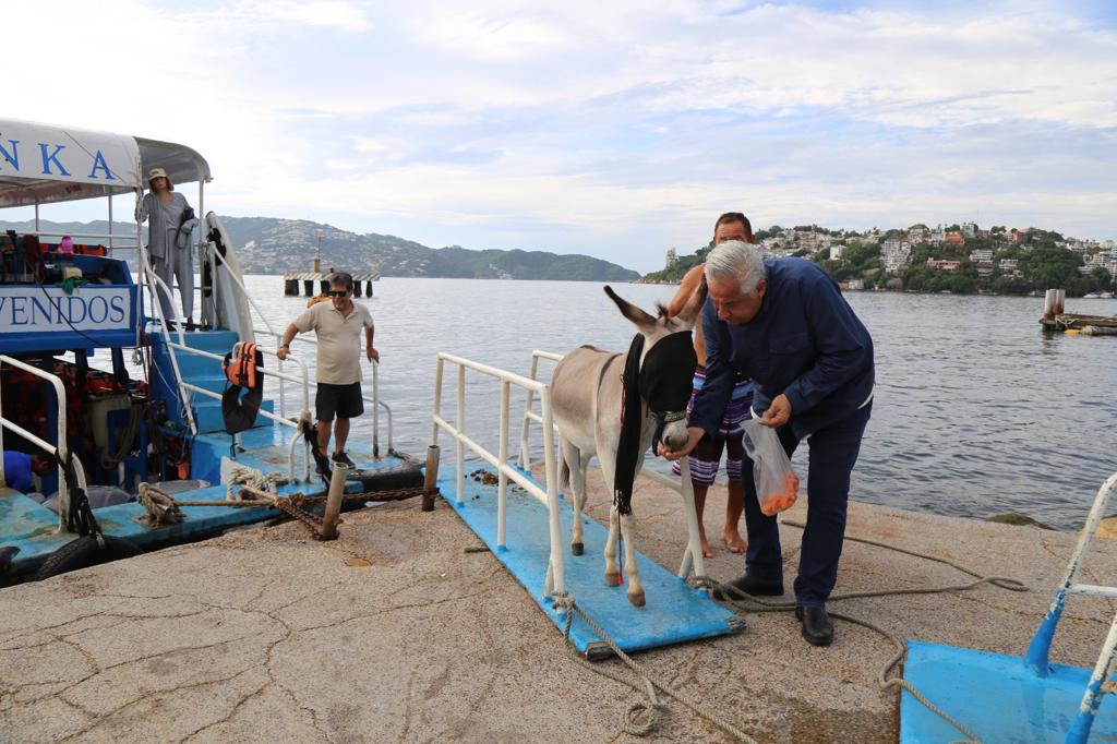 Por intervención de la gobernadora Evelyn Salgado, retiran al burro Manolín de la isla de La Roqueta en Acapulco