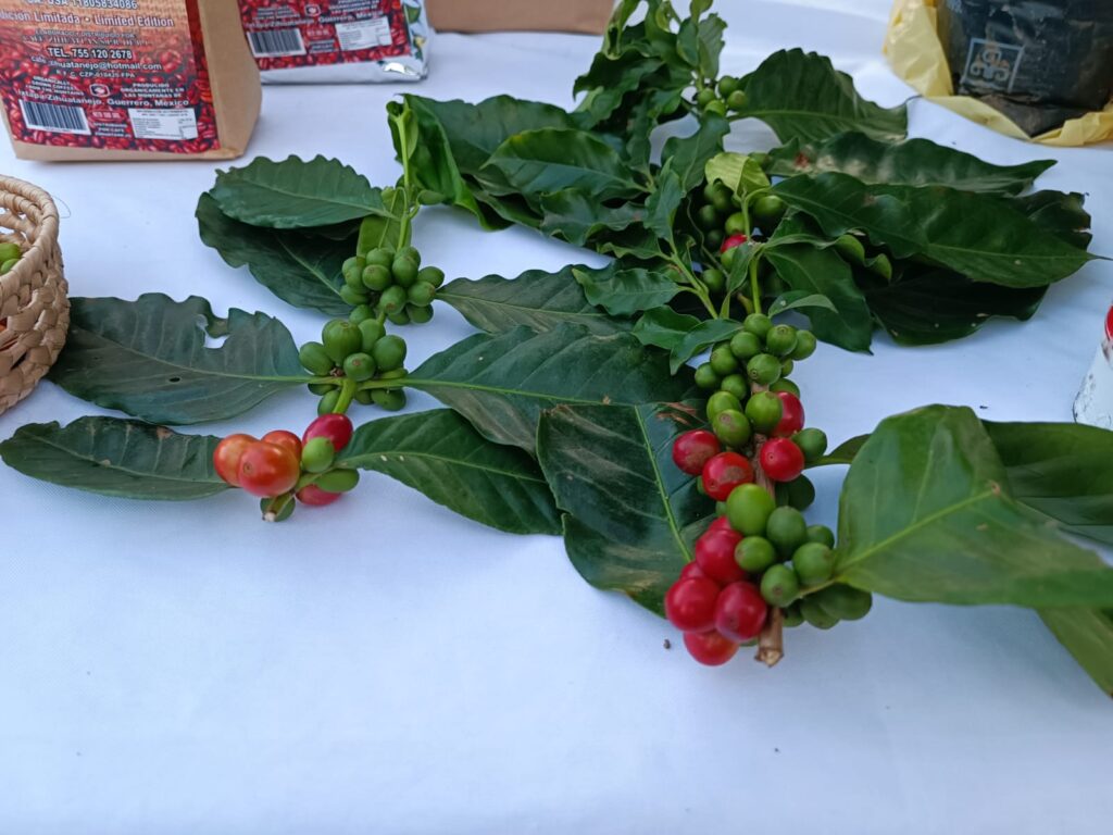 Urge replantar huertos de café con plantas resistentes a las plagas