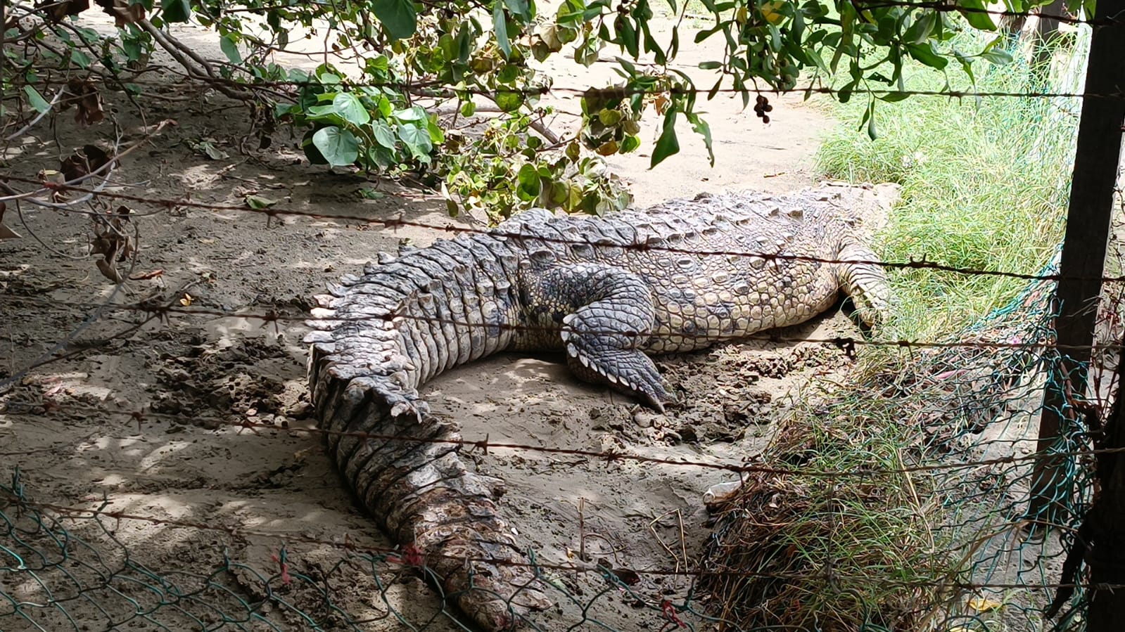 Cocodrilo de más de 3 metros genera asombro entre turistas