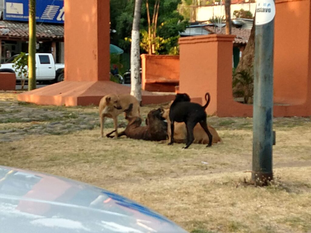 Rabia está controlada en Zihuatanejo; vacunadas 3 mil mascotas