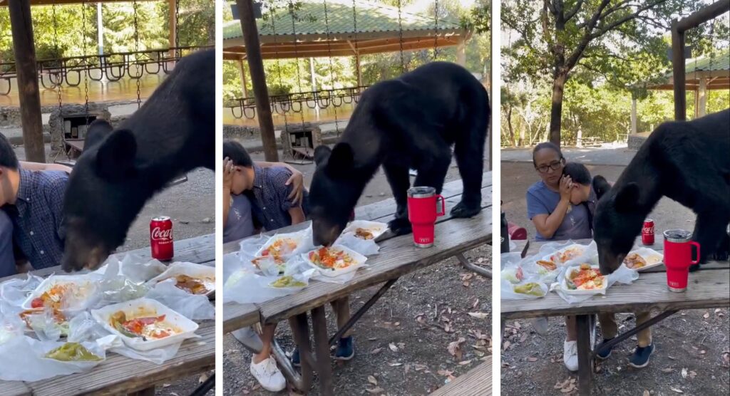 Oso sorprende a familia y se come sus tacos en parque de Nuevo León