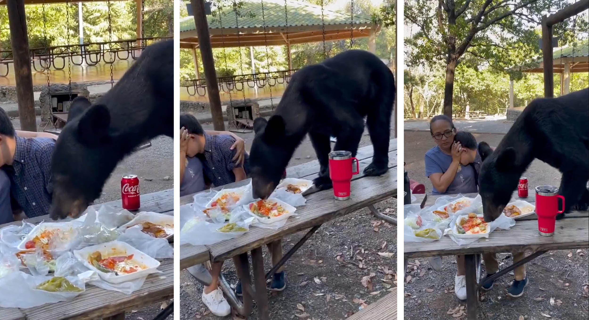 Oso sorprende a familia y se come sus tacos en parque de Nuevo León