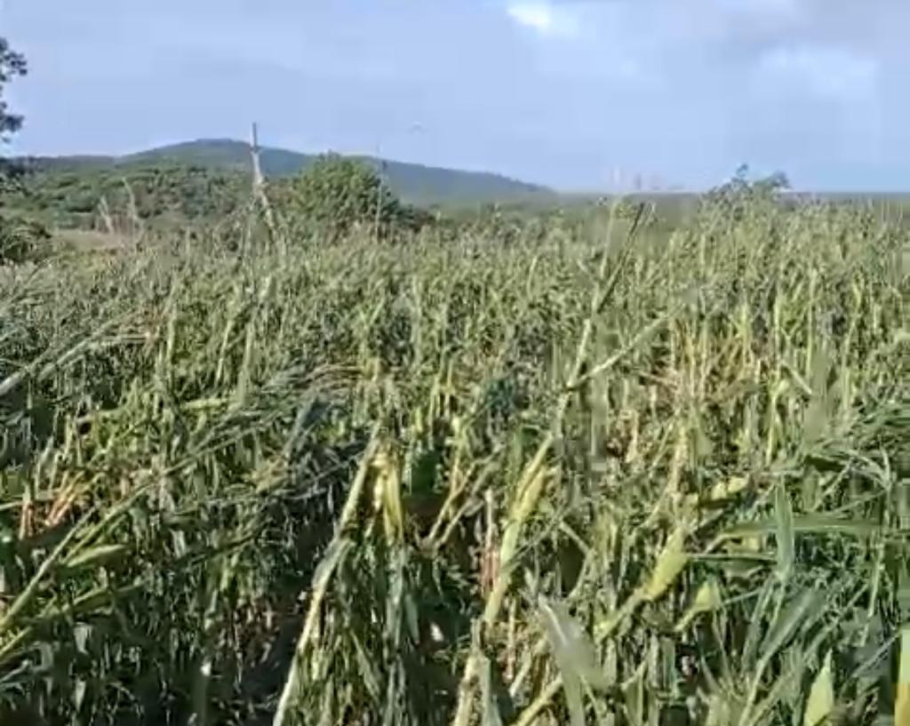 Productores de temporal en Guerrero enfrentan pérdidas catastróficas debido a la tormenta MAX