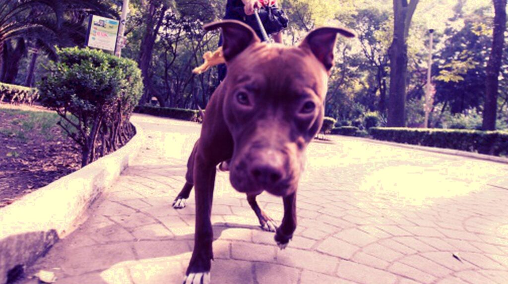 Denuncian presunto abuso sexual a perros en parque del Estado de México