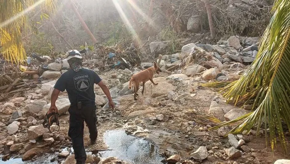 Huracán “Otis” deja 60 cadáveres de perros en Acapulco