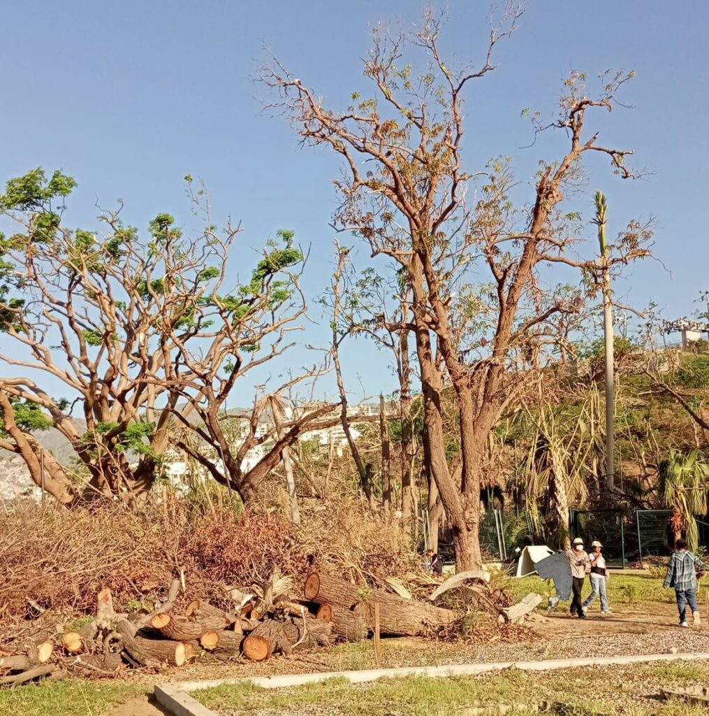 80% de los Árboles del Parque Papagayo Afectados por el Huracán Otis