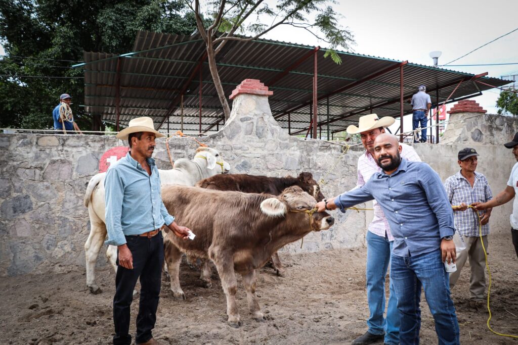 Entrega el gobierno estatal 50 sementales bovinos a productores ganaderos de la región Centro