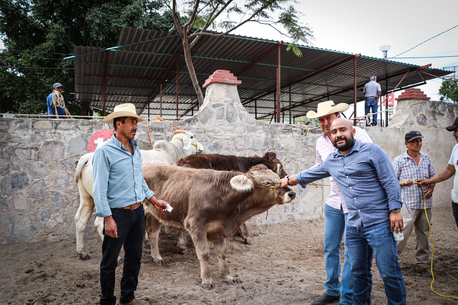 Entrega el gobierno estatal 50 sementales bovinos a productores ganaderos de la región Centro