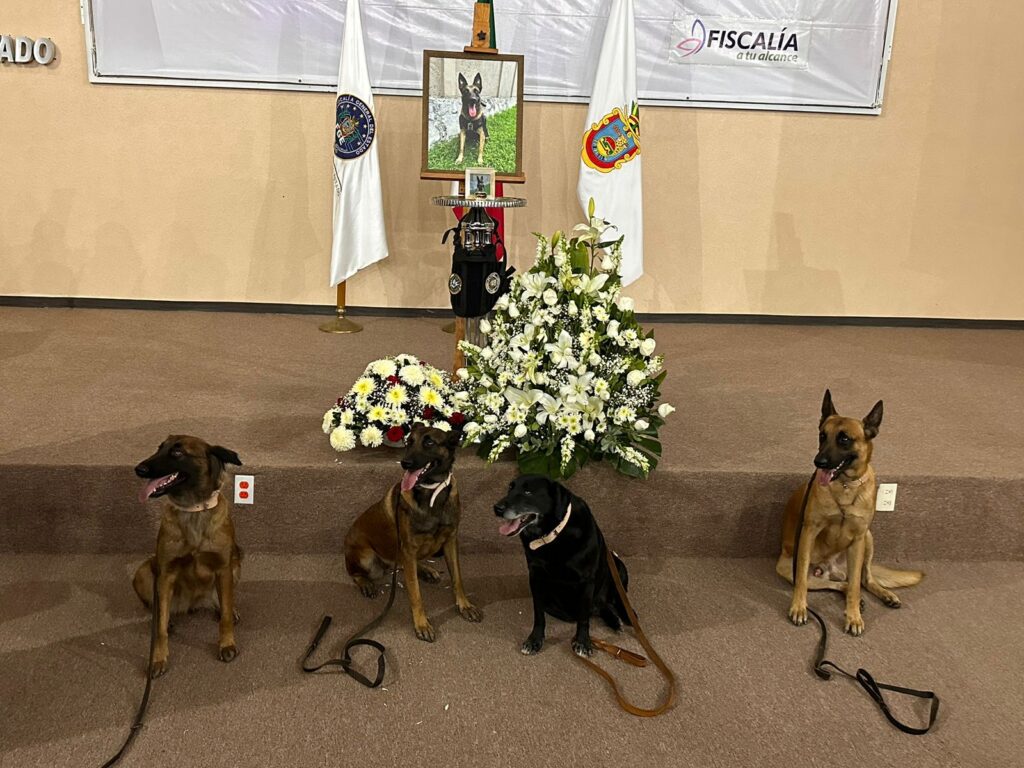 Homenaje póstumo a “Nidan”, un perro rescatista tras impacto de huracán “Otis”
