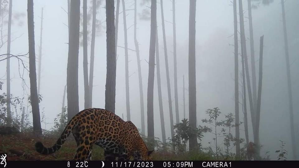 Ejidatarios de Cordón Grande, Tecpan, Capturan Imágenes de Jaguar