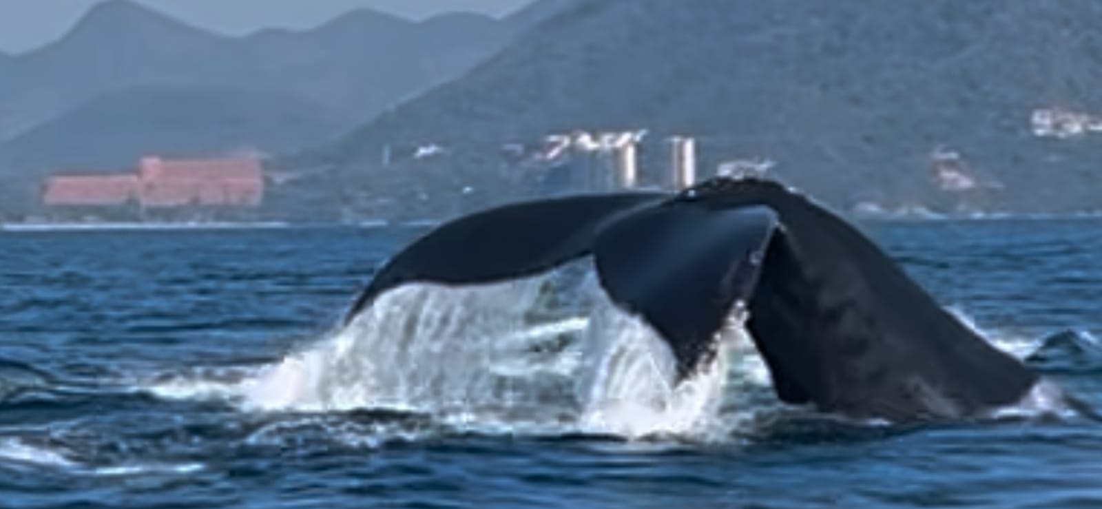 Este viernes salen las embarcaciones en busca de las ballenas
