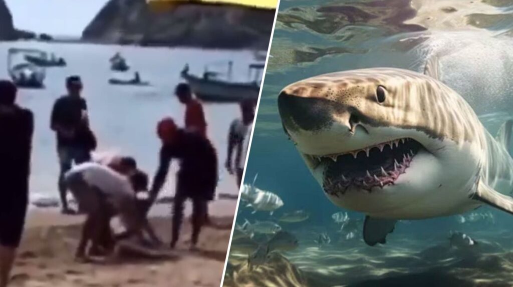 Tiburón arranca pierna a una mujer y pierde la vida, en Cihuatlán, Jalisco