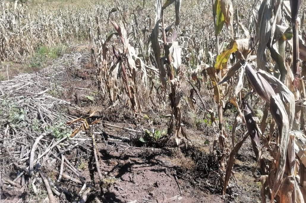 Reportan heladas en la parte alta de la sierra