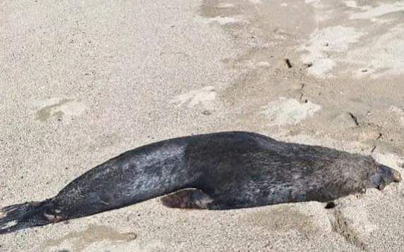 Hallan muerto a lobo marino en playa de Tecpan