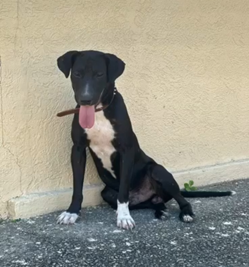 Envenenan perros en Flamingos, alertan habitantes 