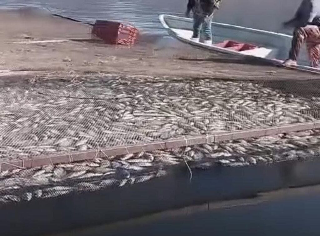 Pescadores de Cutzamala de Pinzón piden ayuda por mortandad de mojarras, Acusan a la Conagua de negligencia en la presa El Gallo