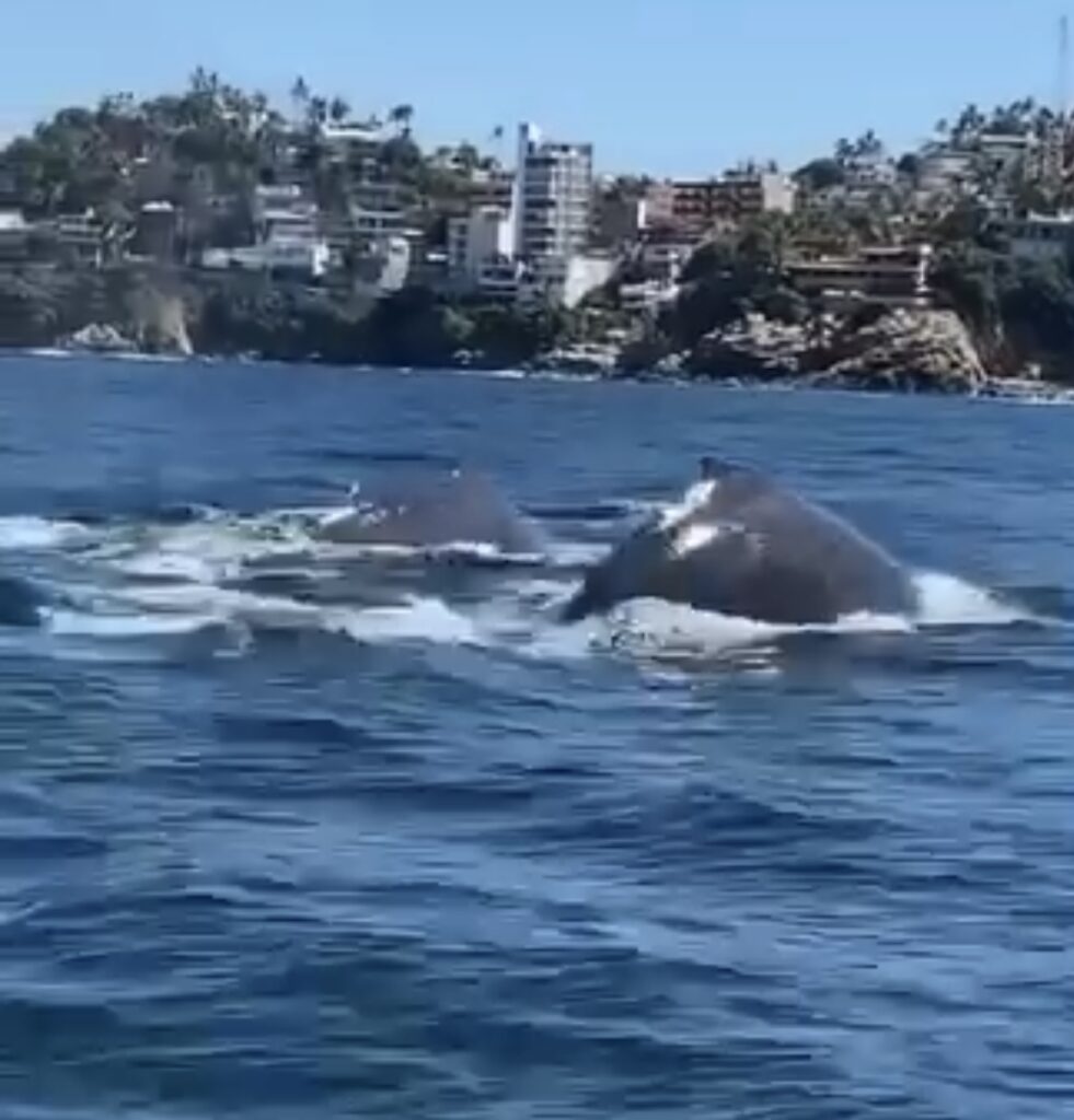Después de OTIS, majestuosas ballenas jorobadas sorprenden las playas de Acapulco