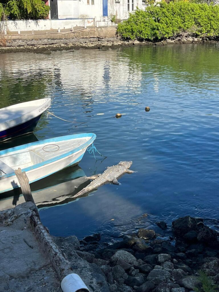 Cocodrilo muerto en laguna de Las Salinas lleva varios días a la deriva