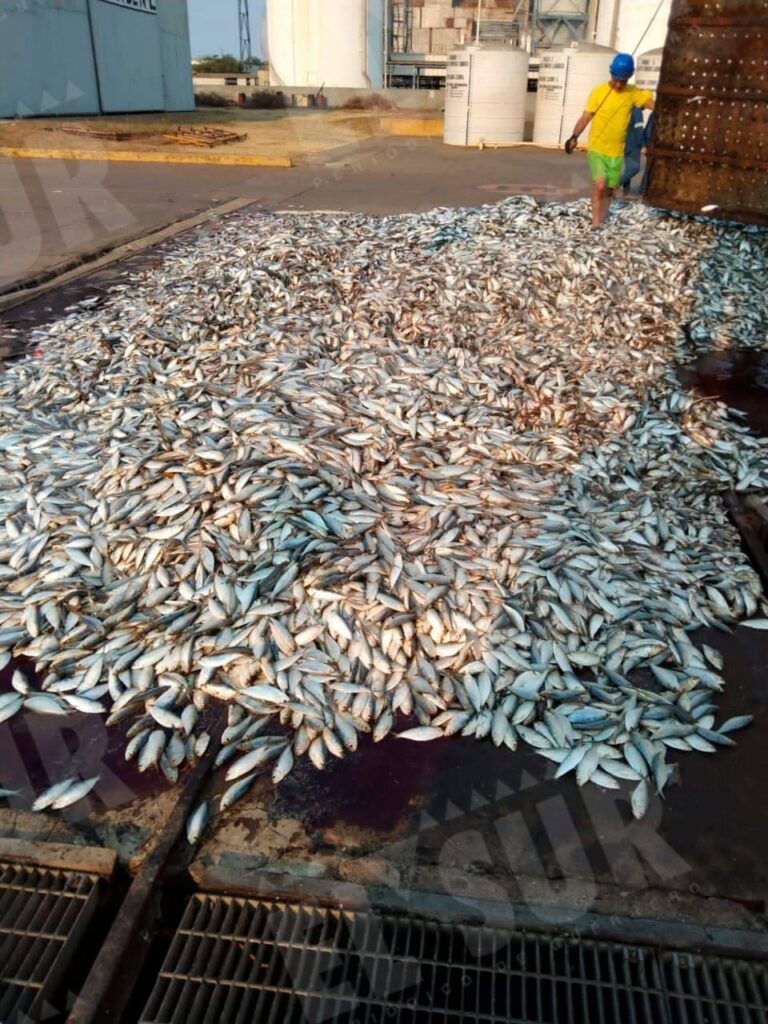 Pescadores de Petacalco denuncian que no se ha recuperado la sardina que utilizan de carnada