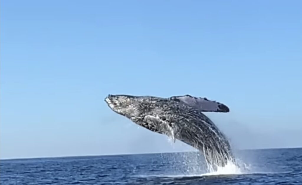Espectacular avistamiento de ballenas en Zihuatanejo
