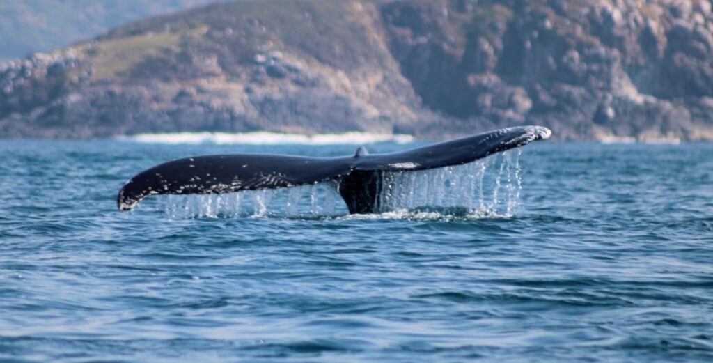 En las zonas de Ixtapa-Zihuatanejo y Petatlán solo siete banderines para avistamiento de ballenas ha entregado Semarnat