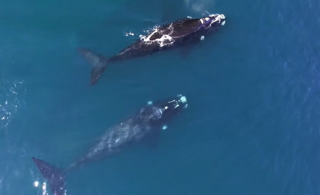Avistamiento de ballenas en la bahía generó más contrataciones