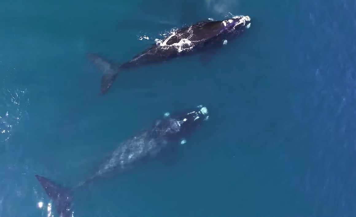Avistamiento de ballenas en la bahía generó más contrataciones