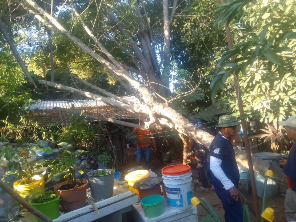Cae árbol sobre una casa en Atoyac