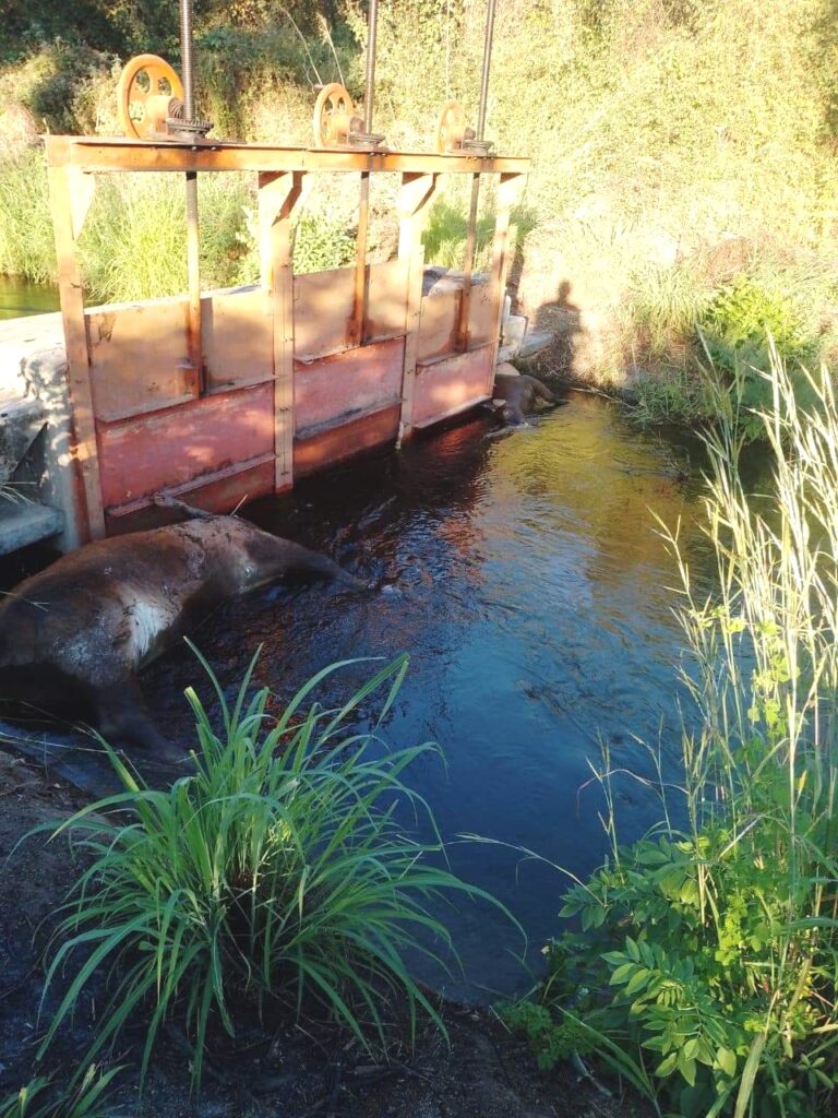 Hallan dos vacas muertas en el canal La Fonseca