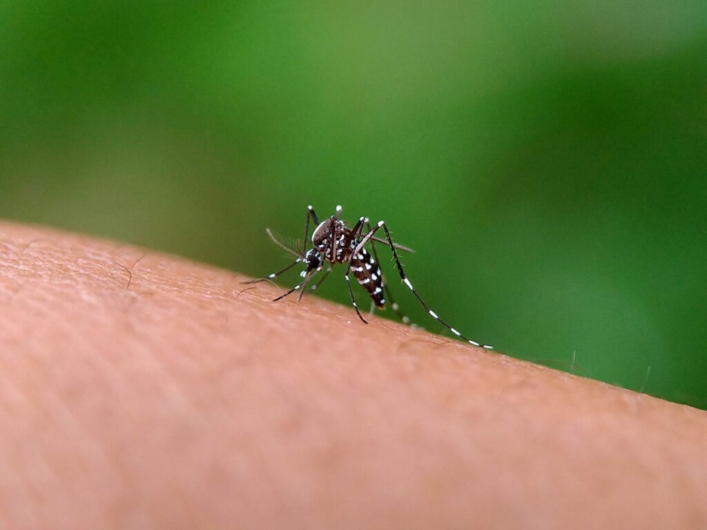 En Guerrero se ha incrementado el dengue: Secretaría de Salud