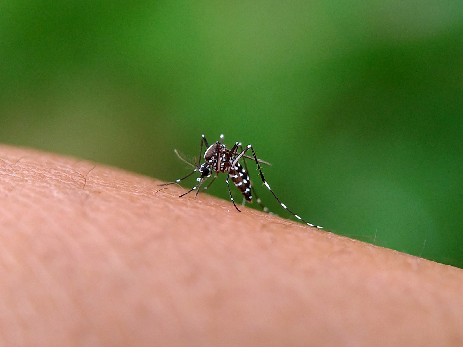 En Guerrero se ha incrementado el dengue: Secretaría de Salud