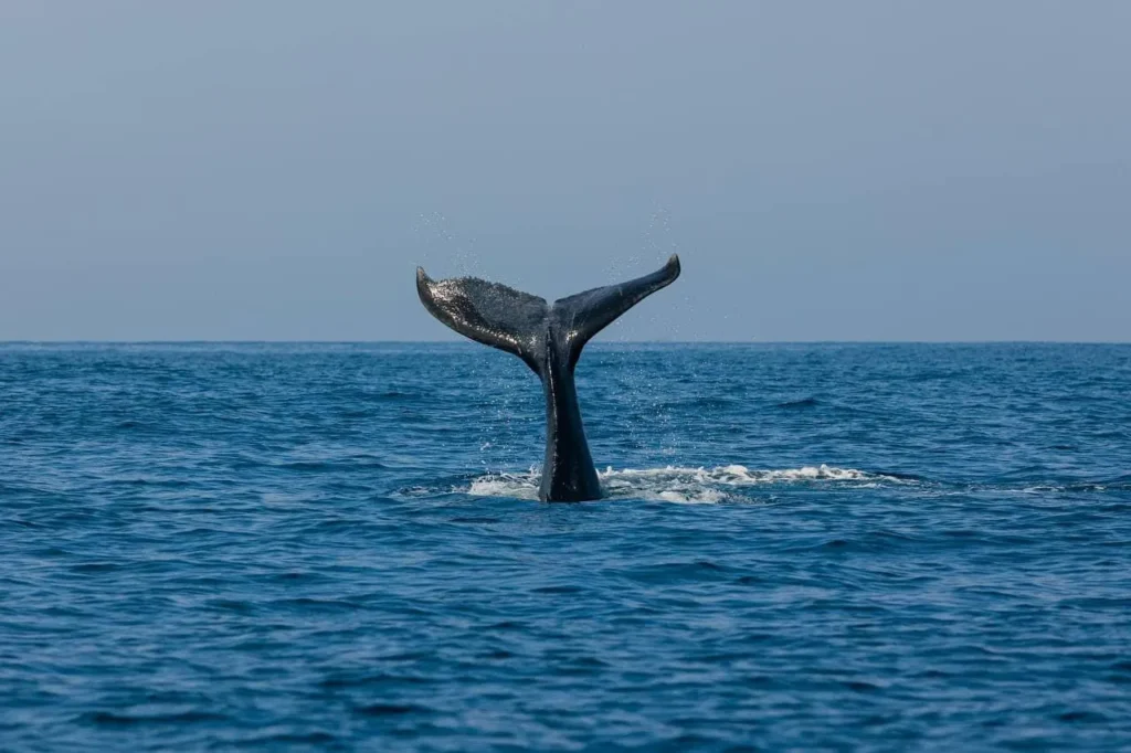 Importante respetar las reglas establecidas para el avistamiento de ballenas