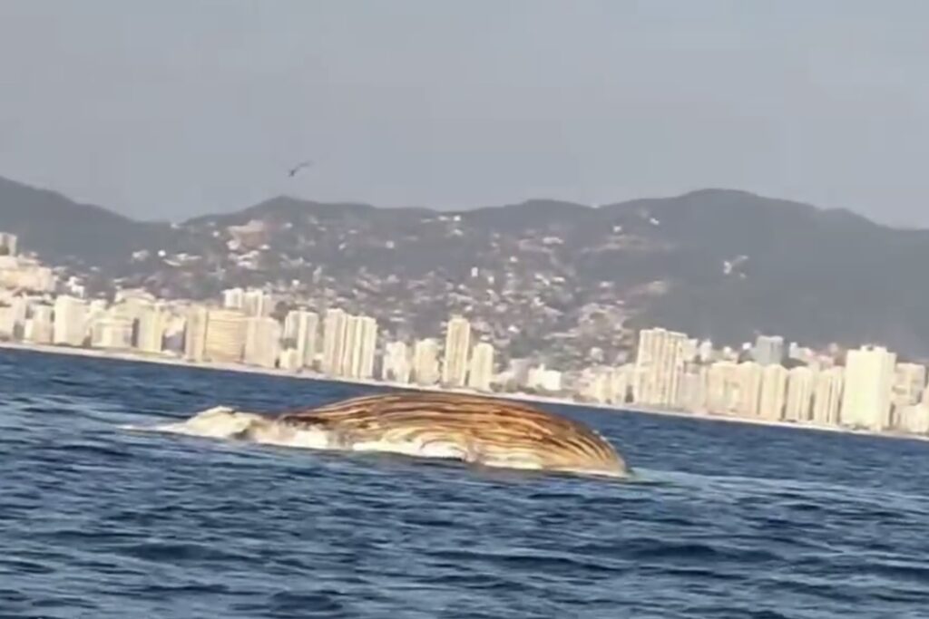 Ballena Muerta  a la deriva en Acapulco