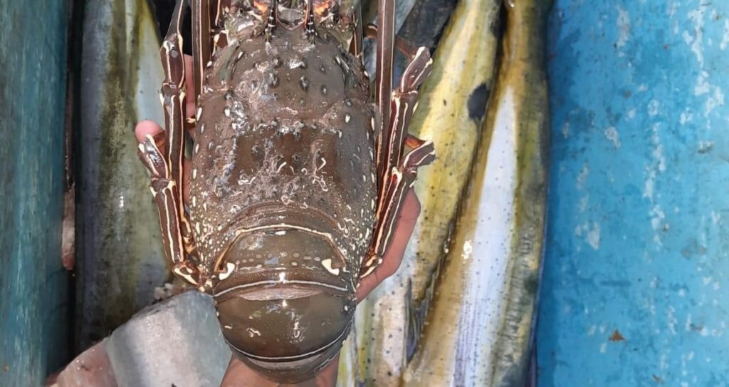 La pesquería de langosta en Zihuatanejo se ve afectada por el fenómeno de “El niño”