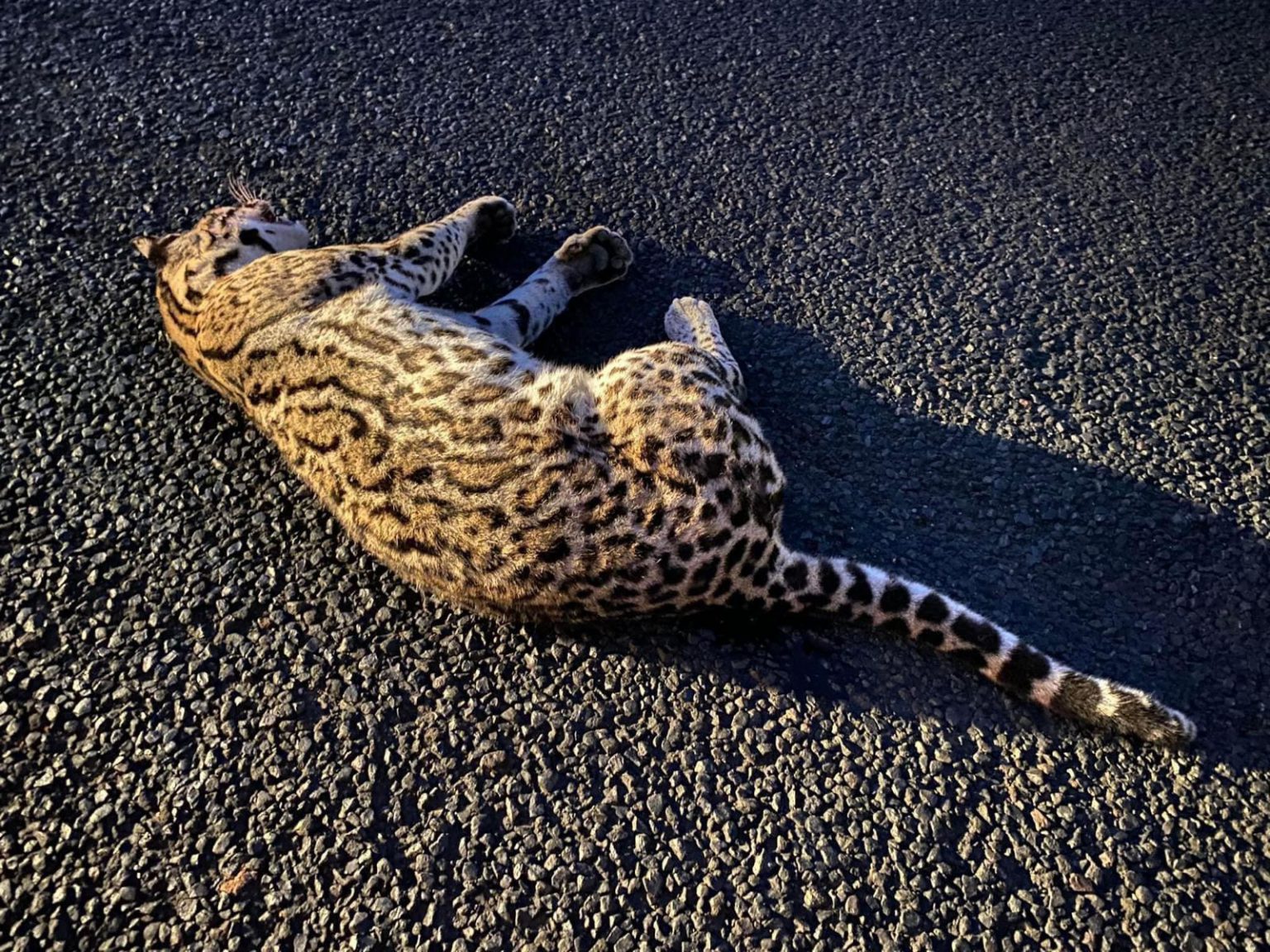 En la carretera Zihuatanejo-Lázaro Cárdenas: Encuentran muerto a un ocelote tras ser atropellado