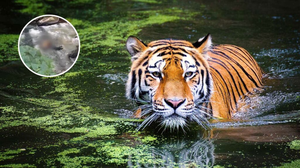 Hallan un tigre decapitado en cascada de Valle de Bravo, Estado de México