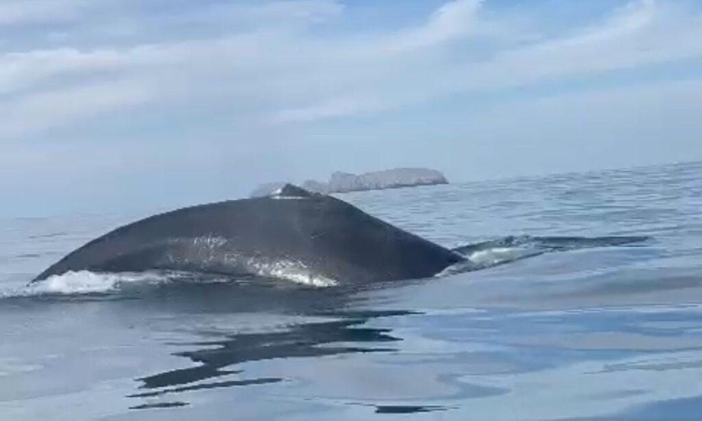Ballenas resguardan a sus crías en la bahía de barra de Potosí