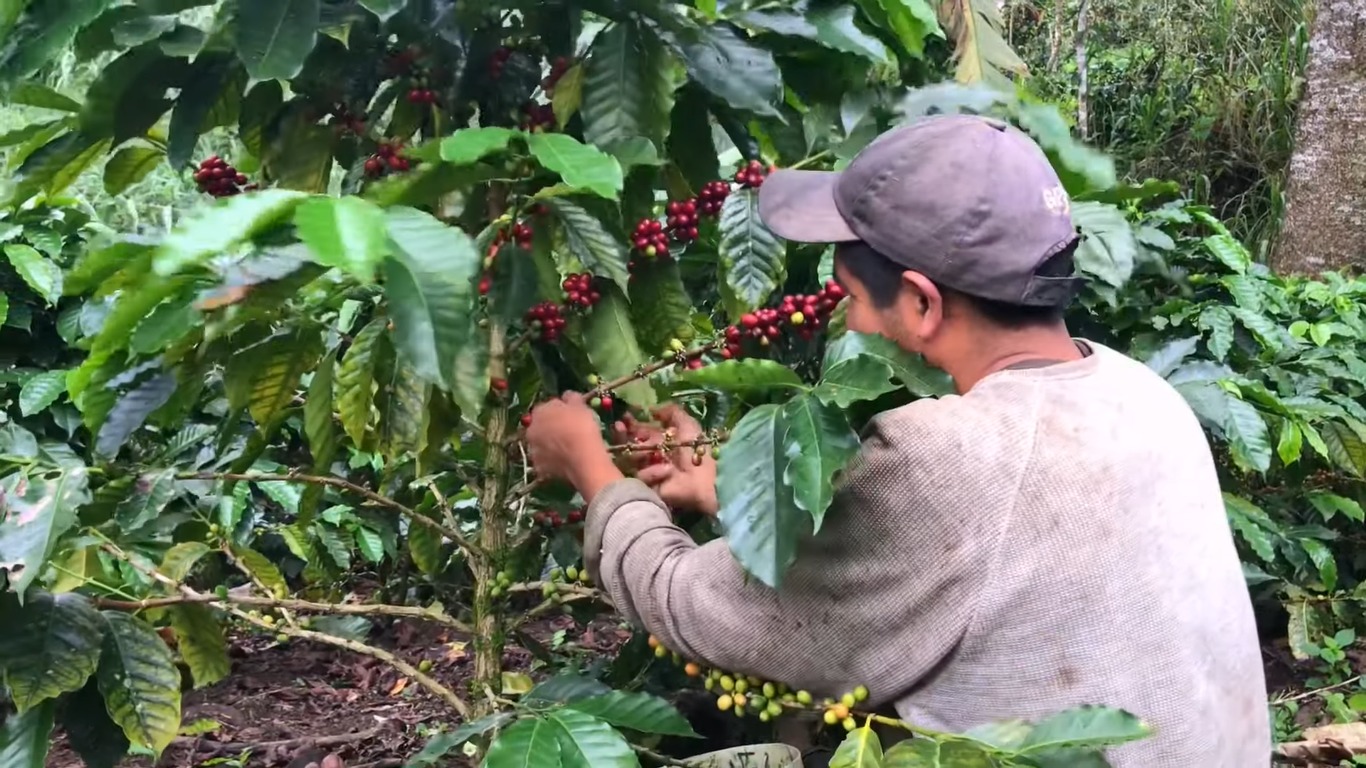 Se mejora la calidad de cafetales en la Leyva Mancilla