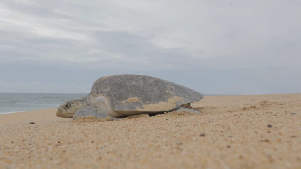 El fenómeno del “Niño” afecta la temporada de anidación de tortugas