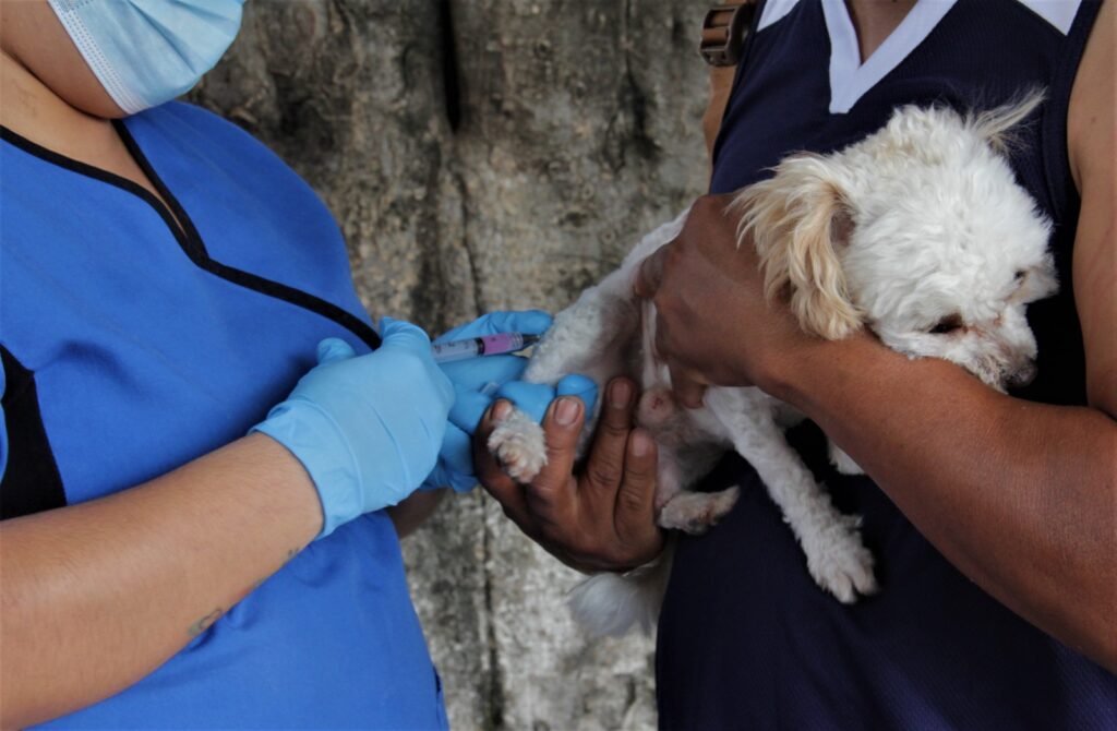 Del 17 al 23 de marzo se realizará la jornada nacional de vacunación antirrábica canina y felina en guerrero