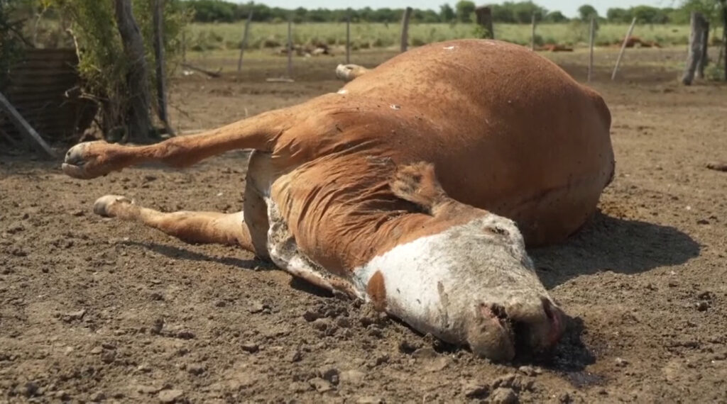 Tres mil cabezas de ganado podrían morir en esta temporada de sequía 