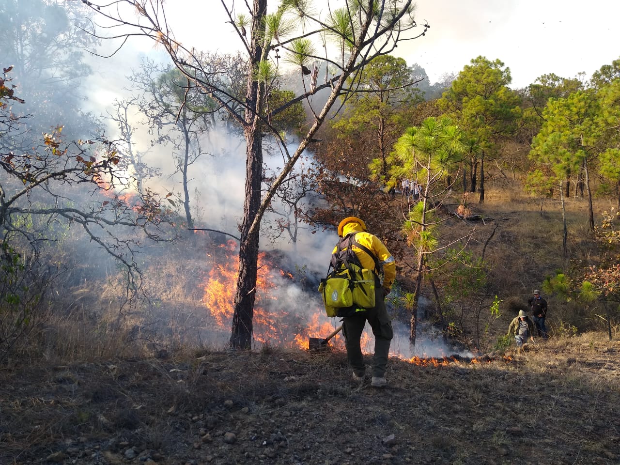 Se trabaja para sofocar incendio forestal en el municipio de Buenavista de Cuéllar