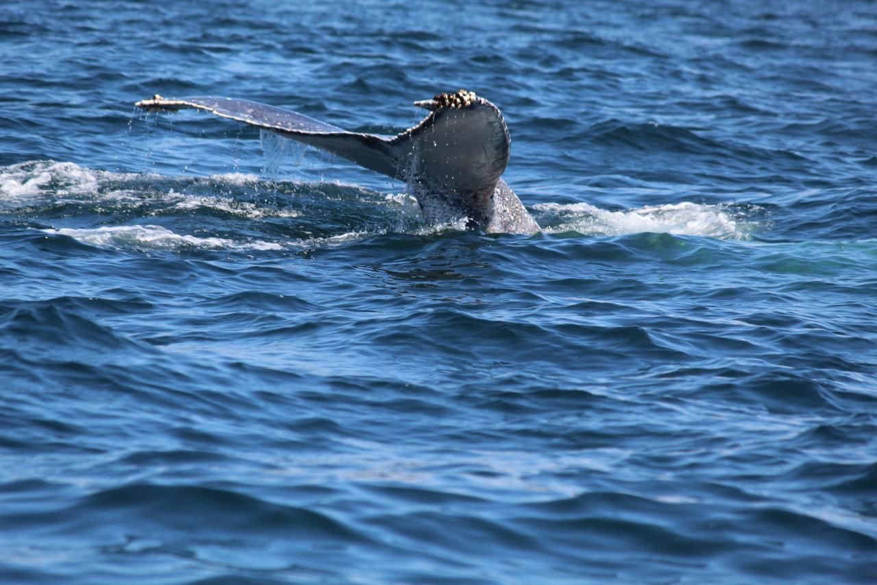 A unos días de que termine la temporada no se han reportado ballenas muertas en Zihuatanejo