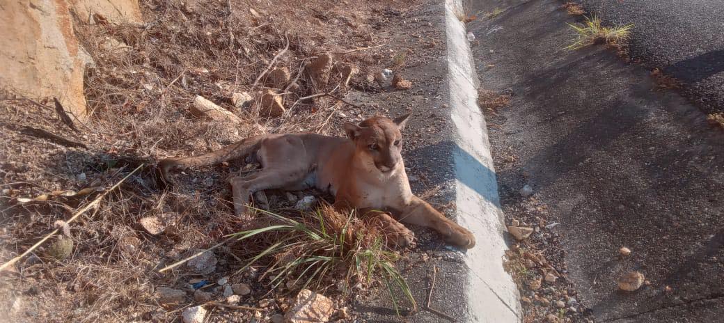 Puma herido es rescatado en la Autopista Siglo XXI