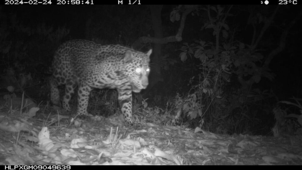 Preocupante la disminución de avistamientos de jaguares en sierra de Chilpancingo