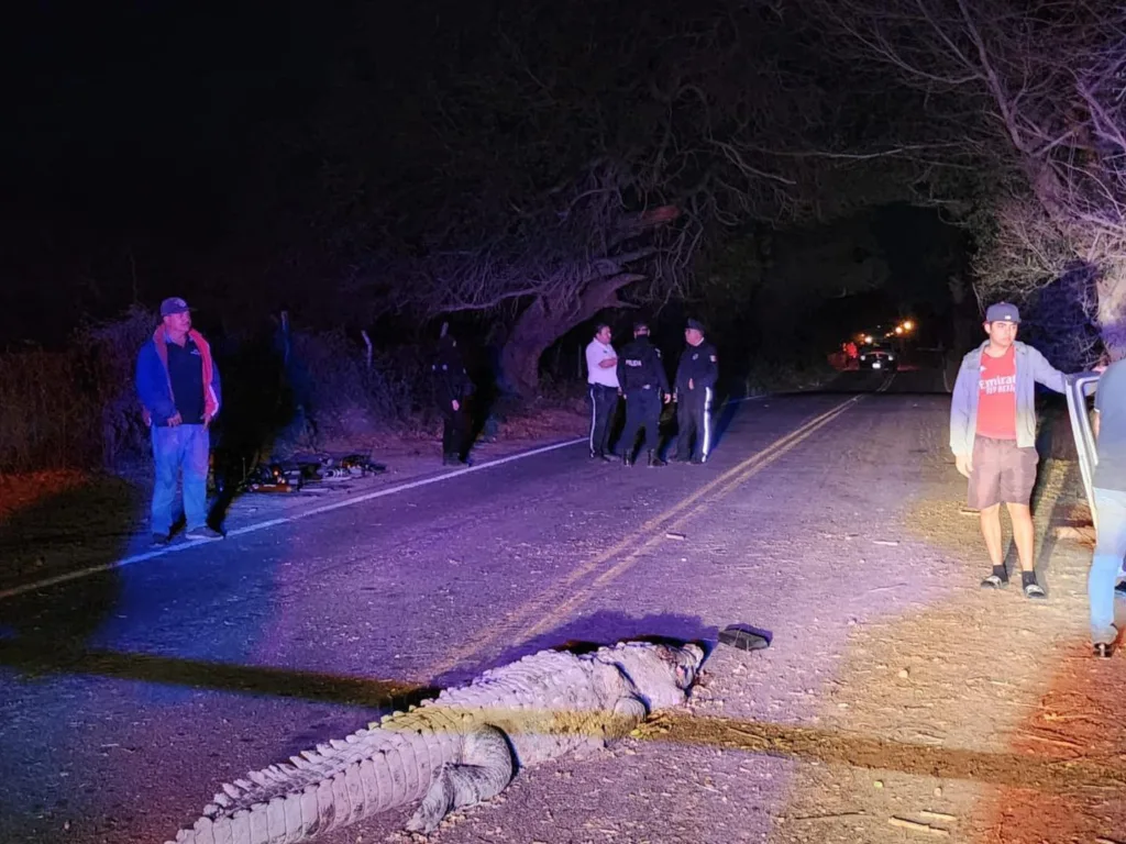 Tres muertos y cuatro heridos al arrollar un cocodrilo en Eldorado, Sinaloa
