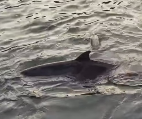 Muere delfín en Bahías de Papanoa