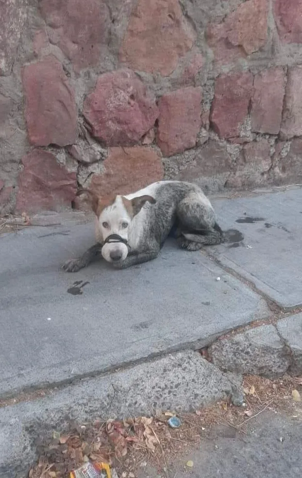 En Chilpancingo… Ofrece recompensa de 5 mil pesos para hallar un perro; lo han visto amarrado del hocico