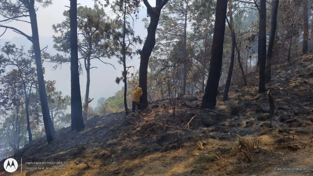 Intensifican brigadistas combate de incendios forestales activos en Guerrero