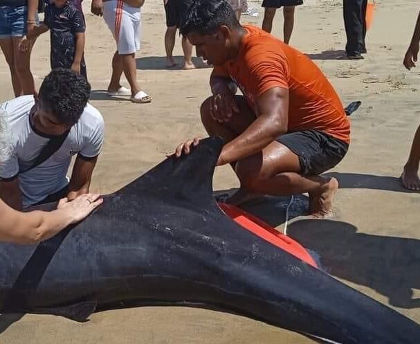 Salvan a delfín varado en la playa Luces del Mar
